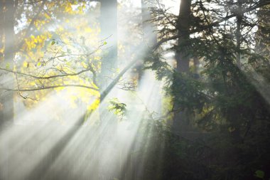 Güneş ışınları her daim yeşil çam ve köknar dallarından akıyor. Kozalaklı bir ormanda sabah. Arka planda altın yapraklar var. Soyut doğal şablon. Sisli manzara