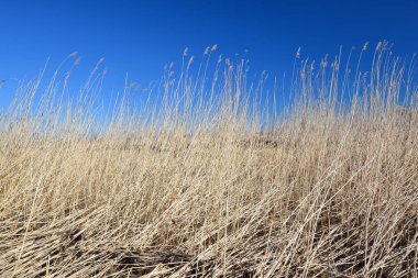 Baltık Denizi kıyısında kuru otlar (bitkiler). Bahar. Kasmu doğa rezervi, Estonya. Küresel ısınma, iklim değişikliği, ekoloji, çevre koruma