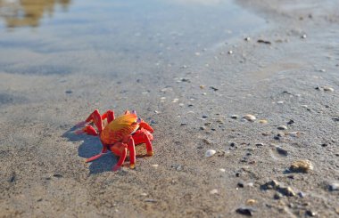 Kumlu bir sahilde kırmızı oyuncak ıstakoz, yakın plan. Baltık Denizi, Letonya. Çocukluk, eğitim oyuncakları, bilim, biyoloji kavramları