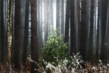 Eski yosunlu huş ağacı ve çam ağaçları, kalın bir siste siluetler. Yalnız yeşil köknar yakın plan. Gövdelerden ışık akıyor. Karanlık mistik orman sahnesi. Ürkütücü bir manzara. Fantezi, masal, sessizlik