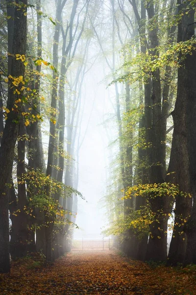 Густому Ранковому Тумані Німеччина Порожня Гравійна Дорога Через Старі Високі — стокове фото