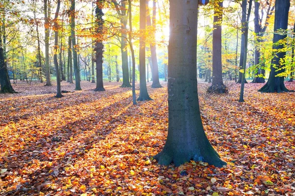 공원에 황금색 너도밤나무의 태양이 나무줄기를 지나가고 그림자가 드리워 집니다 벨기에의 — 스톡 사진