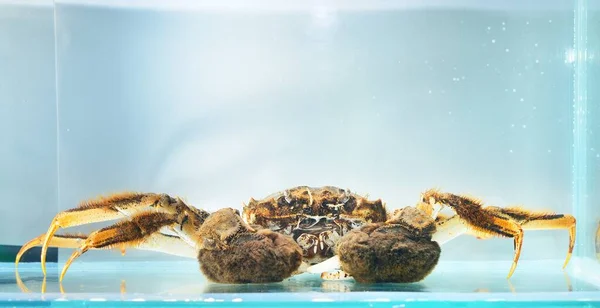 Eriocheir Crabe Isolé Dans Aquarium Gros Plan Espèces Envahissantes Zoologie — Photo