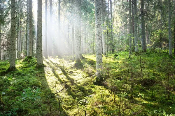 Rayons Solaires Traversant Les Troncs Conifères Lever Soleil Forêt Marécageuse — Photo