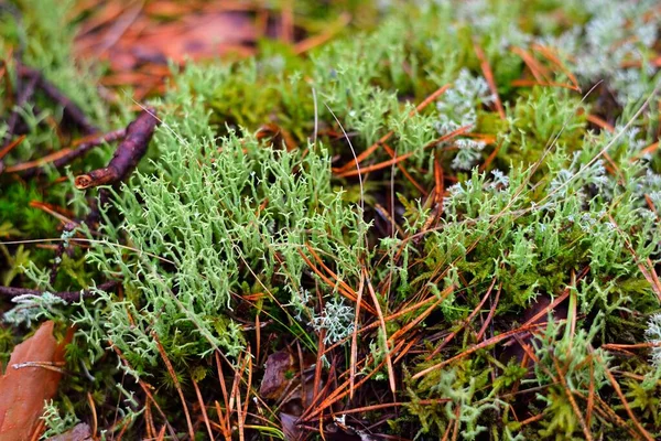Farbenfroher Waldboden Aus Flechten Moos Gras Und Anderen Verschiedenen Pflanzen — Stockfoto