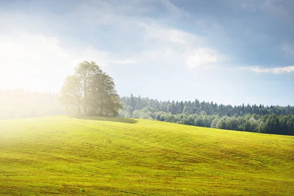 Lonely trees and the green countryside hill under dramatic stormy sky. Sun rays through the clouds. Idyllic rural scene. Dark tree silhouettes. Concepts, art, calmness, environmental conservation