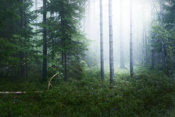 Evergreen Forest Thick White Fog Sunrise Fir Pine Trees Close — Stock Photo, Image