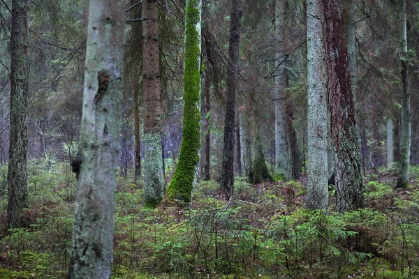 Widok Mglistego Wiecznie Zielonego Lasu Starożytne Wysokie Sosny Pnie Zbliżenie — Zdjęcie stockowe