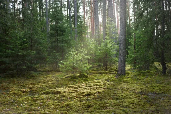 Gammal Mossig Gran Närbild Solen Strålar Genom Trädstammarna Barrskog Skuggor — Stockfoto