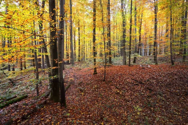 カラフルなブナの木の壁 木の幹のクローズアップ 牧歌的な妖精の秋の風景です オレンジ 黄色の葉 自然パターンだ 環境保全のテーマ ドイツのハイデルベルク — ストック写真