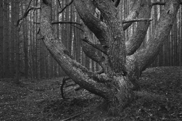 Стародавні Високі Могутні Соснові Дерева Вічнозелених Лісах Під Час Осіннього — стокове фото