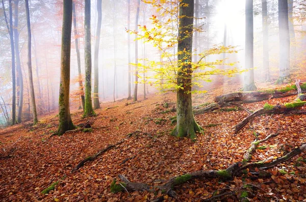 Colorful Beech Trees Mossy Hill Logs Close Forest Floor Red — Stock Photo, Image