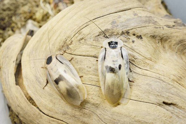 Giant cockroach Blaberus giganteus in terrarium, close-up. Wooden texture in the background. Environmental conservation, wildlife, zoology, entomology theme