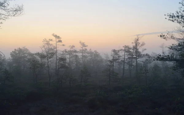 Гніздо Ранковому Тумані Світанку Молоді Соснові Дерева Лісова Підлога Цвітуть — стокове фото