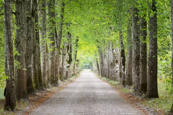 An archway of the single lane country road and tall green trees. Sunlight through the tree trunks. Fairy summer landscape. Idyllic forest scene. Latvia