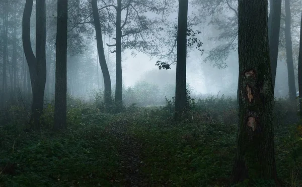 暗い神秘的な森を通って通路 濃い朝の霧の中で背の高い木のシルエット 幹の中を光が流れる 気味の悪い風景 おとぎ話 — ストック写真