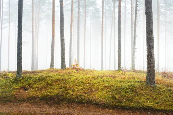 雾蒙蒙的秋天森林的全景 地面上的红色和橙色叶子 高大的苔藓松树树干特写 芬兰的环境保护 — 图库照片