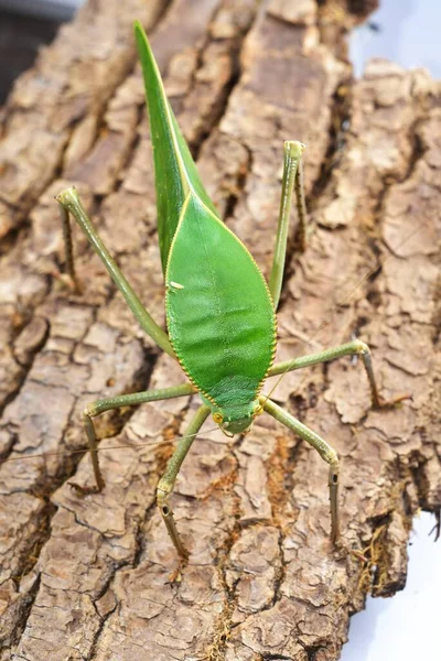 Unique Huge Green Grasshopper Tettigoniidae Siliquofera Grandis Zoo Laboratory Close — Stock Photo, Image