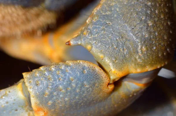 色彩斑斓的蟹 爪子的特写 宠物贸易 动物学 癌症学 环境保护主题 — 图库照片