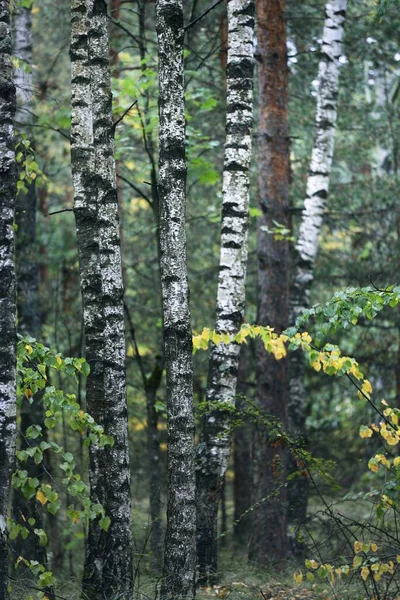 Berkenbomen Een Groen Loofbos Boomstammen Van Dichtbij Letland Donkere Herfst — Stockfoto