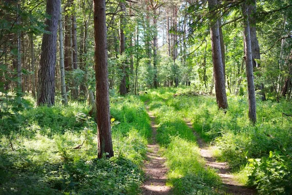 バルト海沿岸近くの緑の混合針葉樹林を通って1車線の農村道路 松やモミの木のクローズアップ エストニアのルフヌ島 旅行先 環境保全のテーマ — ストック写真