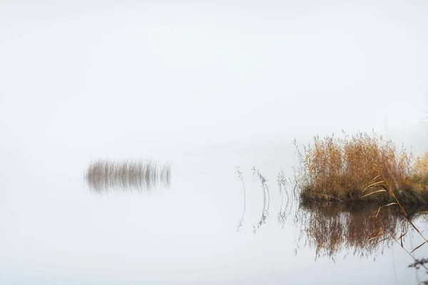 Widok Jezioro Lasu Gęstej Mgle Symetryczne Odbicia Wodzie Rośliny Bliska — Zdjęcie stockowe