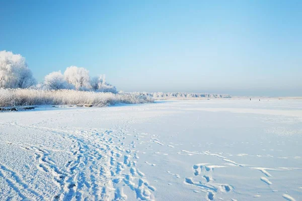 Frozen Lake Tall Deciduous Trees Hoarfrost Blizzard Close Human Tracks — Stock Photo, Image