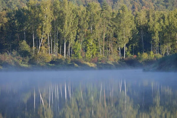 Green Birch Tree Forest River Morning Haze Sunrise Symmetry Reflections — Stock Photo, Image