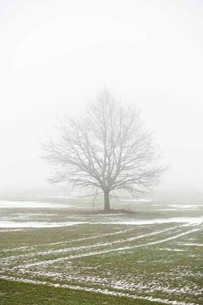 Country Field Lonely Oak Tree Leaves Gloomy Sky Thick Fog — Stock Photo, Image