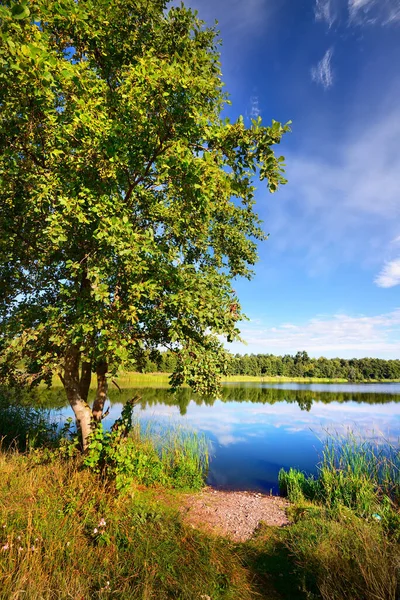 Lake Shore Clear Blue Sky Cirrus Cumulus Clouds Green Forest — Stock Photo, Image