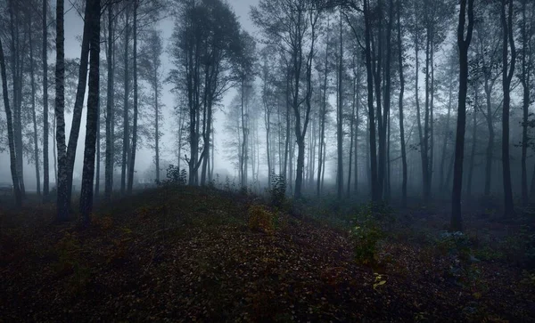 Ein Pfad Durch Den Dunklen Mystischen Wald Hohe Baumsilhouetten Dichten — Stockfoto