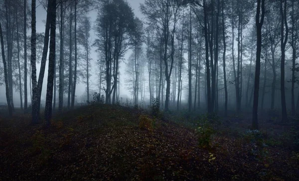 Pathway Dark Mystical Forest Tall Tree Silhouettes Thick Morning Fog — Stock Photo, Image