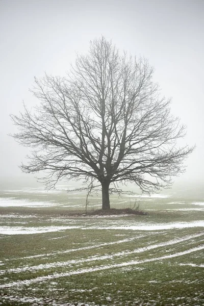 乡间的田野 一棵孤零零的橡树 在浓雾中 没有树叶映衬着阴郁的天空 黑暗的轮廓 概念艺术 图形简约主义 — 图库照片