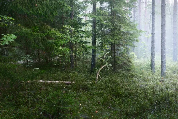 Evergreen Bos Een Dikke Witte Mist Bij Zonsopgang Varen Dennenbomen — Stockfoto