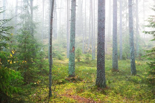 Brouillard Matinal Dans Une Forêt Mixte Conifères Pins Sapins Sur — Photo