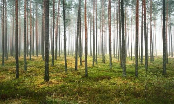 Panoramatický Výhled Zamlžený Podzimní Les Zelená Tráva Červené Oranžové Listy — Stock fotografie