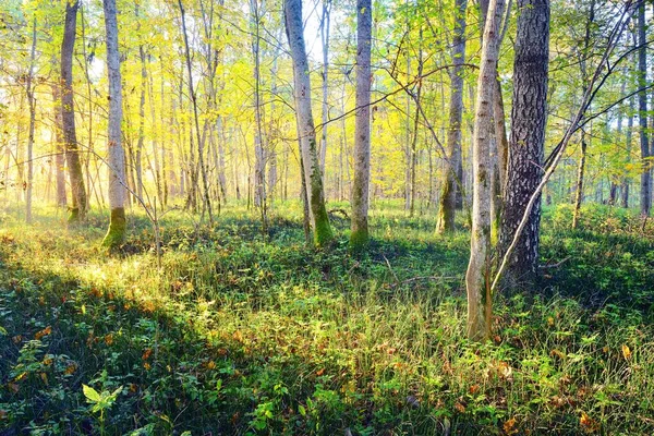 阳光穿过一片绿落叶森林的树干 美丽的夏季风景 拉脱维亚Sigulda Gauja国家公园 — 图库照片