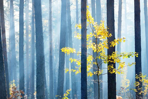 日の出 クローズアップで常緑の松林の小さな黄金の落葉樹 朝の霧 日光の木の幹を流れる 牧歌的な風景です フィンランドの環境保全 — ストック写真