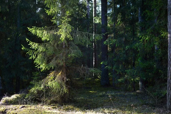 Velho Abeto Mossy Close Raios Sol Através Dos Troncos Árvores — Fotografia de Stock
