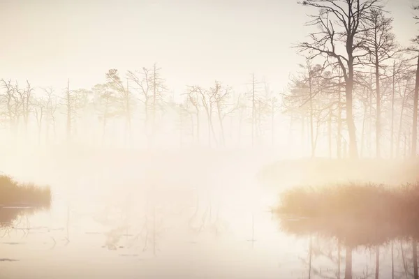 Bažinaté Lesní Jezero Husté Tajemné Mlze Při Východu Slunce Cenas — Stock fotografie