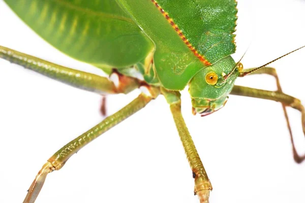 Унікальний Гігантський Зелений Коник Tettigoniidae Siliquofera Grandis Ізольований Білому Тлі — стокове фото