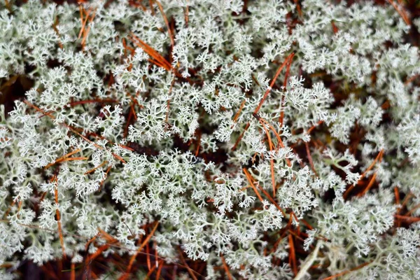 Suelo Colorido Del Bosque Líquenes Musgo Hierba Otras Plantas Diferentes — Foto de Stock