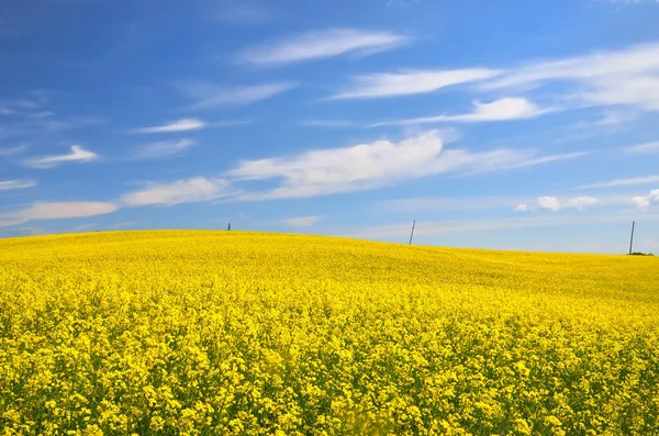 Blooming Yellow Rapeseed Field Clear Blue Sky Glowing Clouds Cloudscape — Stock Photo, Image