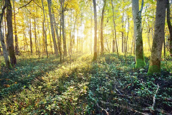 Sluneční Paprsky Proudící Kmeny Stromů Zeleného Opadavého Lesa Pohádková Letní — Stock fotografie