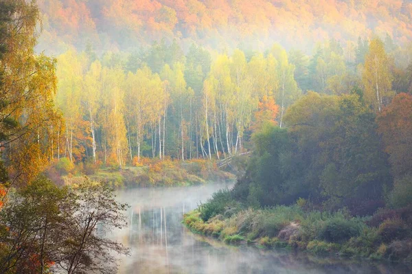在晨雾中俯瞰金色的桦树林和河流 令人叹为观止 关于水的反思 拉脱维亚Sigulda Gauja国家公园 生态旅游 旅游目的地 环境保护 — 图库照片