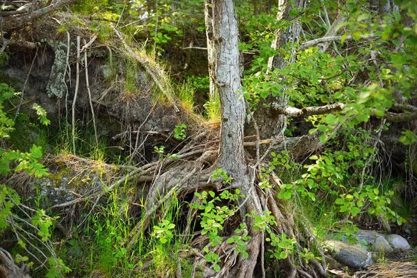 Foresta Mista Conifere Verde Vicino Alla Riva Del Mar Baltico — Foto Stock