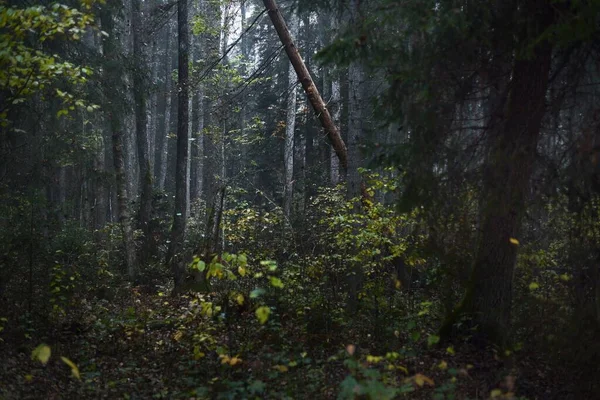 Nevoeiro Matutino Numa Floresta Coníferas Mistas Pinheiro Abeto Bétulas Perto — Fotografia de Stock