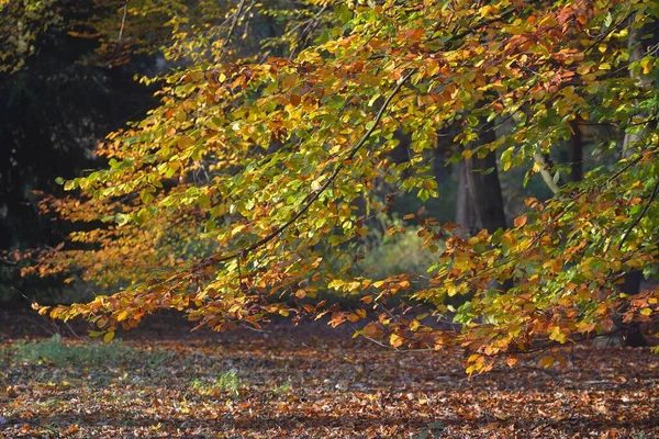 Крупный План Могущественных Древних Золотых Лиственных Деревьев Парке Нахтегален Солнце — стоковое фото