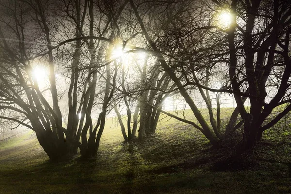 Illuminated City Park Fog Night Dark Old Tree Silhouettes Close — Stock Photo, Image