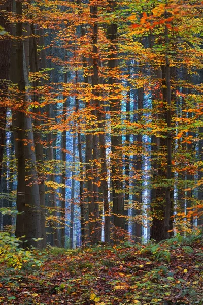 Colorful beech trees, tree trunks close-up. Idyllic fairy autumn landscape. Green, orange and yellow leaves. Mysterious blue light in the background. Environmental conservation in Heidelberg, Germany